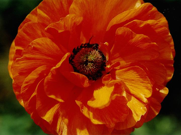(08) wind poppy.jpg